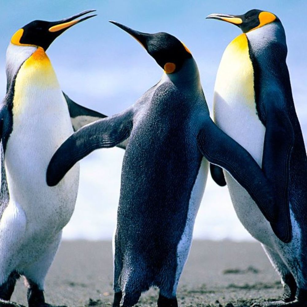 Meet your Posher, William